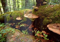 Wystawa fotograficzna "Świat gorczańskich grzybów"